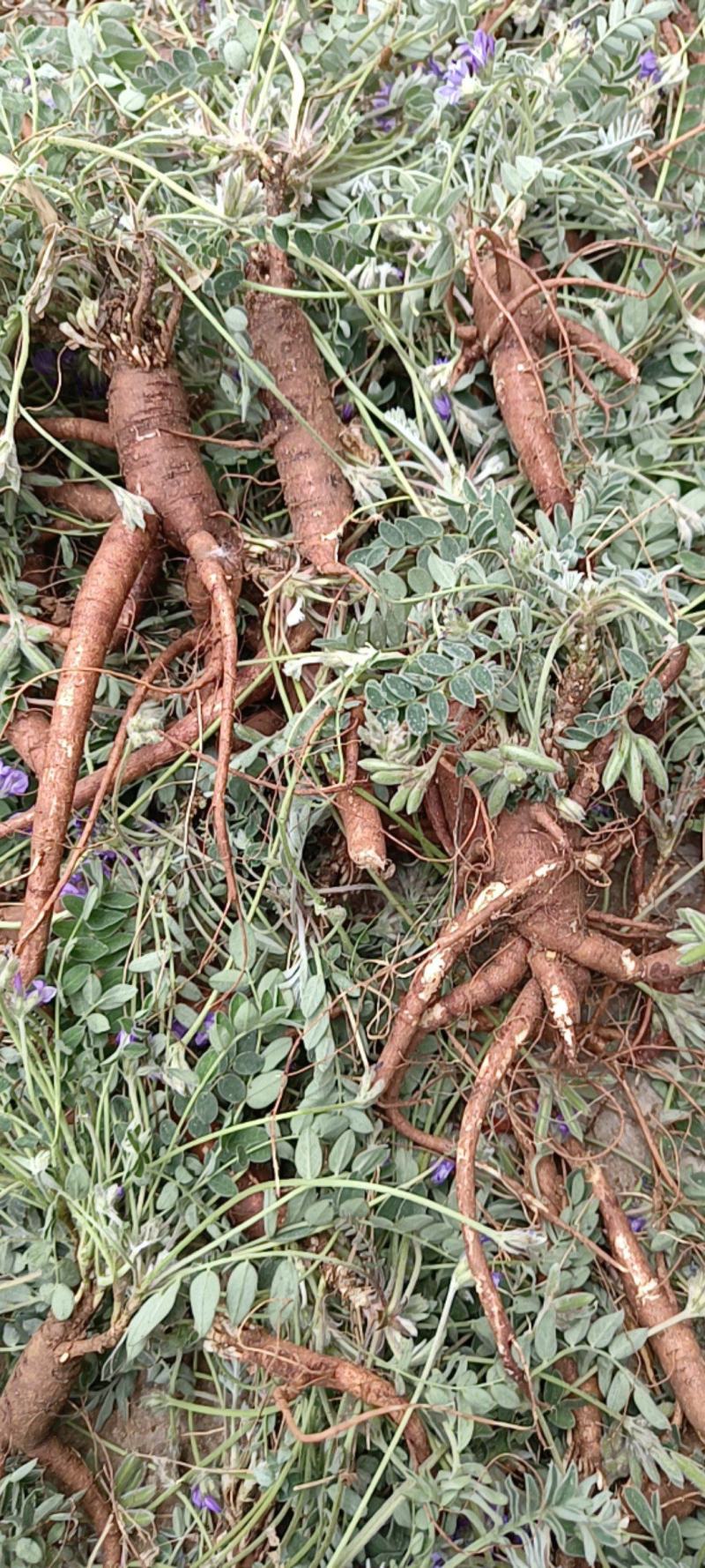 药用紫花地丁，产地直发，沂蒙山山区里的野生紫花地丁