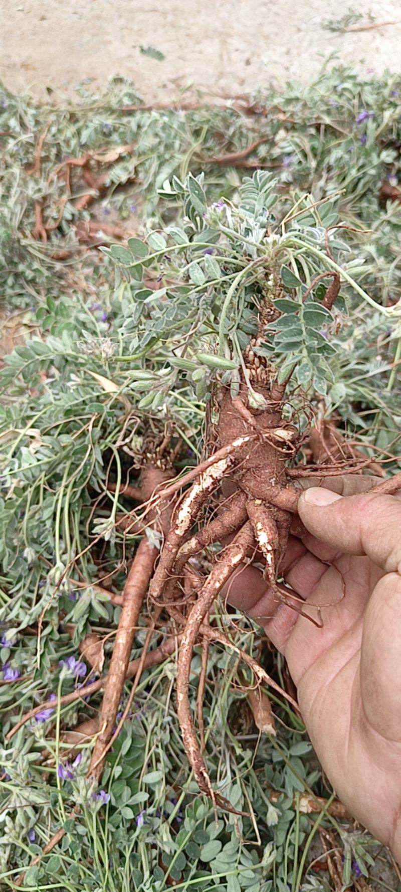 药用紫花地丁，产地直发，沂蒙山山区里的野生紫花地丁