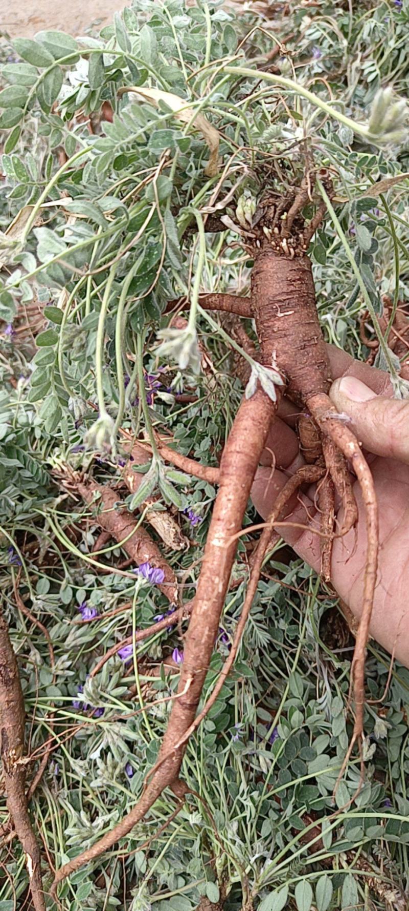 药用紫花地丁，产地直发，沂蒙山山区里的野生紫花地丁