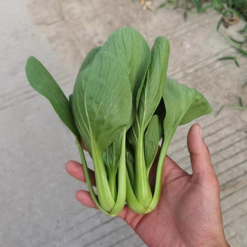 曹县小油菜香菇菜上海青油菜大量有货协助找车