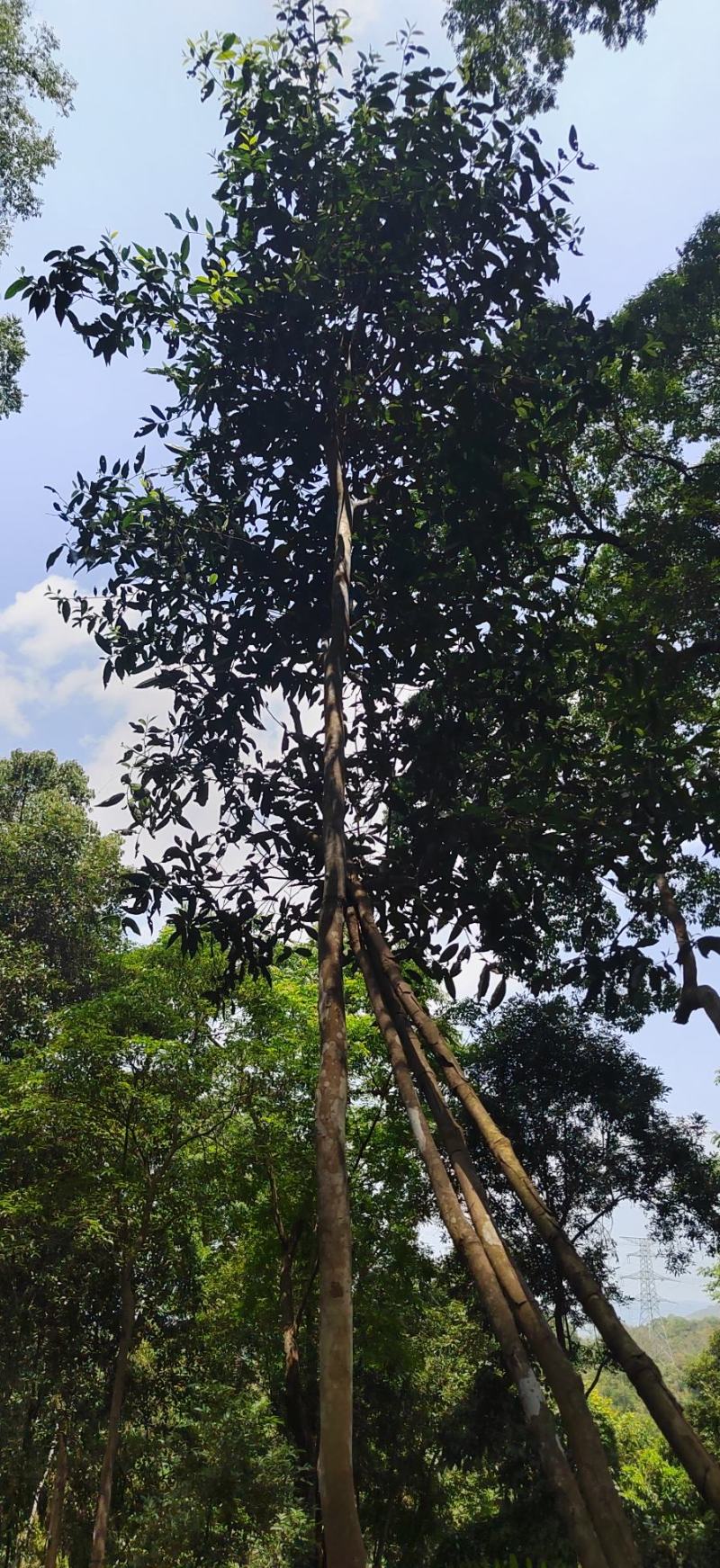 野生蜂蜜，普洱茶等热带雨林土特产