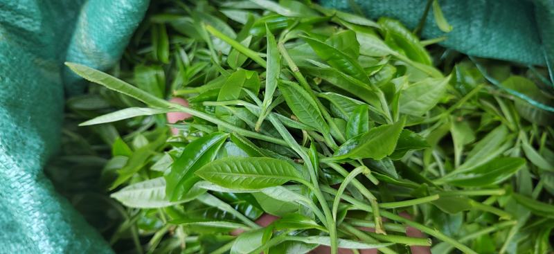 野生蜂蜜，普洱茶等热带雨林土特产