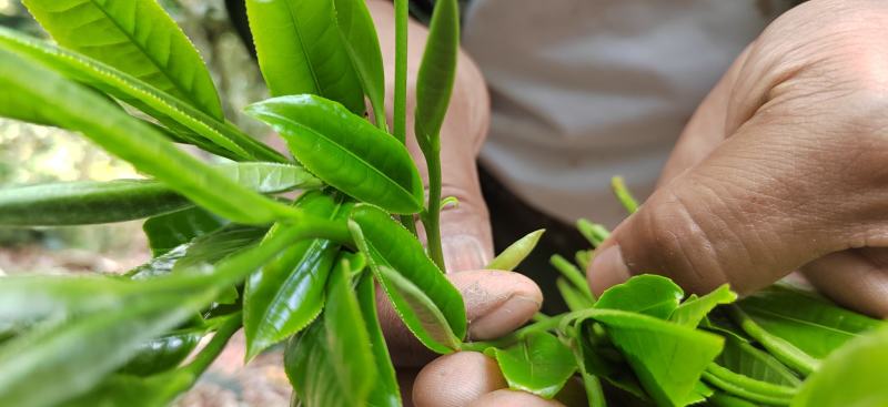 野生蜂蜜，普洱茶等热带雨林土特产