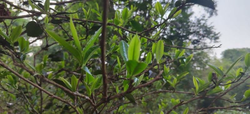 野生蜂蜜，普洱茶等热带雨林土特产