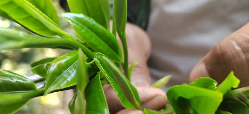 野生蜂蜜，普洱茶等热带雨林土特产