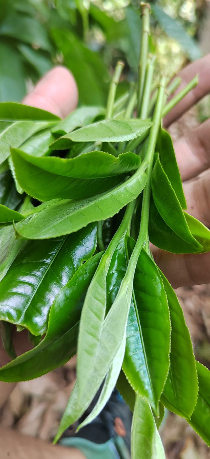 野生蜂蜜，普洱茶等热带雨林土特产