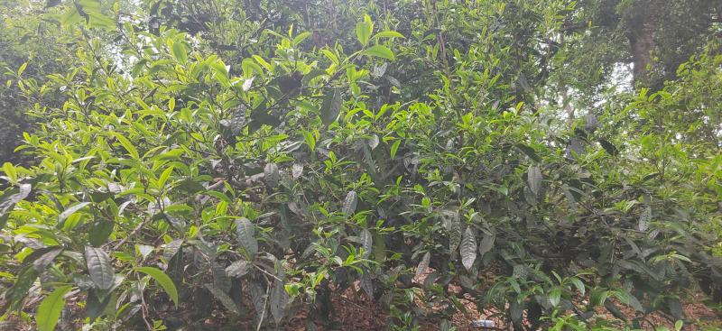 野生蜂蜜，普洱茶等热带雨林土特产