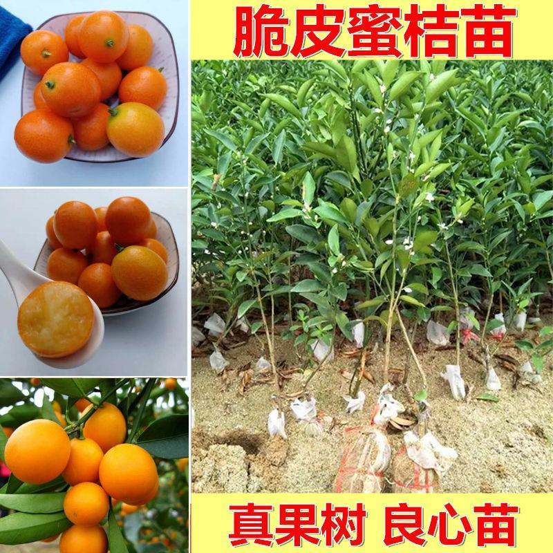 正宗嫁接脆皮金桔树苗橘子苗桔子果苗小金桔树花盆栽室内四季