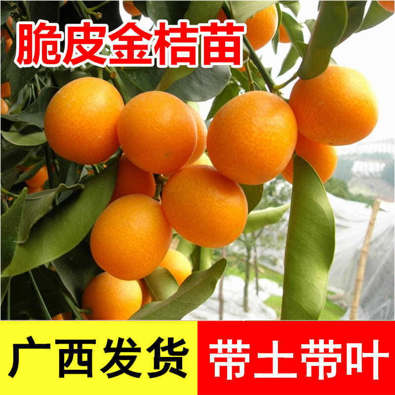 正宗嫁接脆皮金桔树苗橘子苗桔子果苗小金桔树花盆栽室内四季