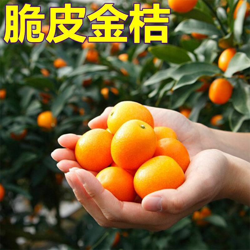 正宗嫁接脆皮金桔树苗橘子苗桔子果苗小金桔树花盆栽室内四季