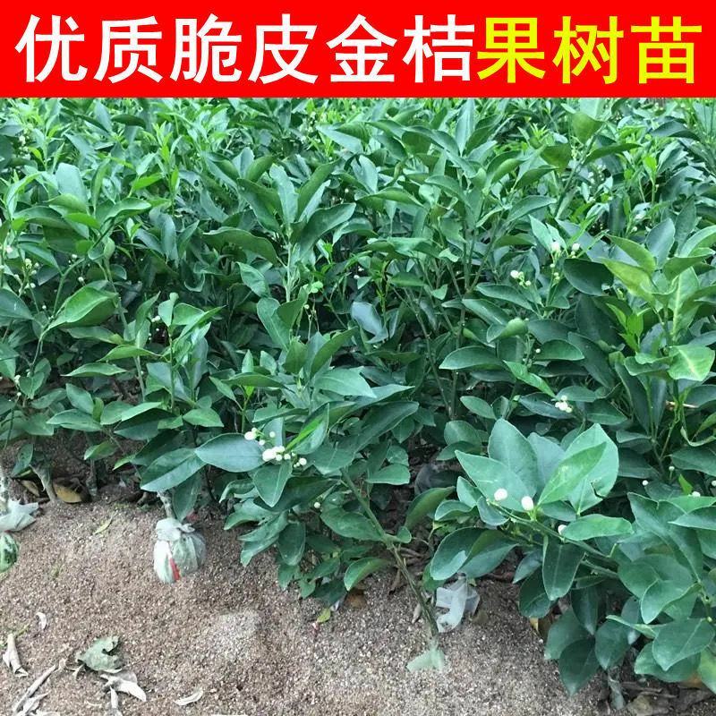 正宗嫁接脆皮金桔树苗橘子苗桔子果苗小金桔树花盆栽室内四季