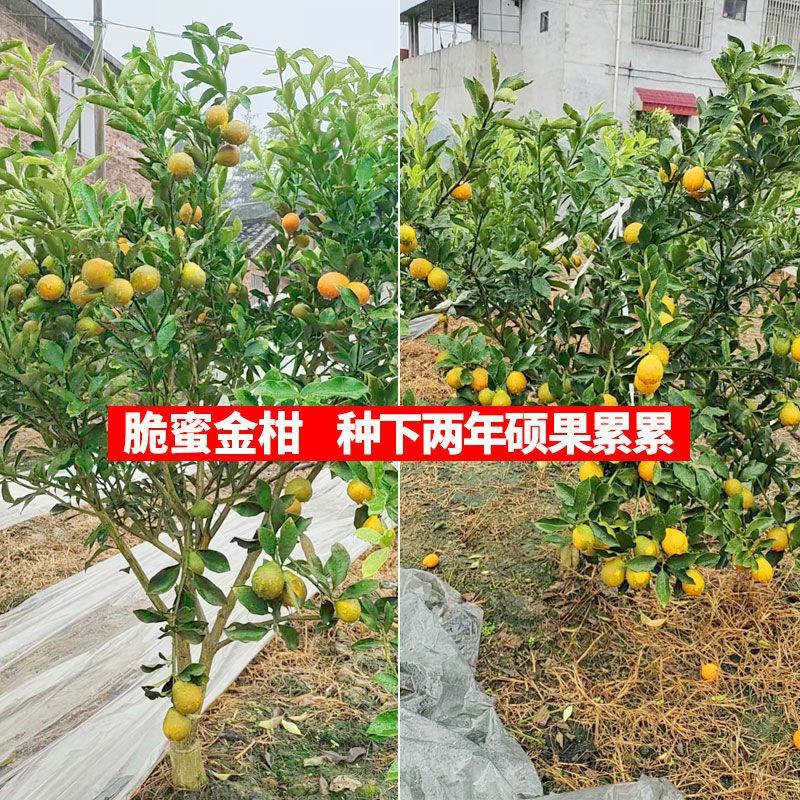 正宗嫁接脆皮金桔树苗橘子苗桔子果苗小金桔树花盆栽室内四季