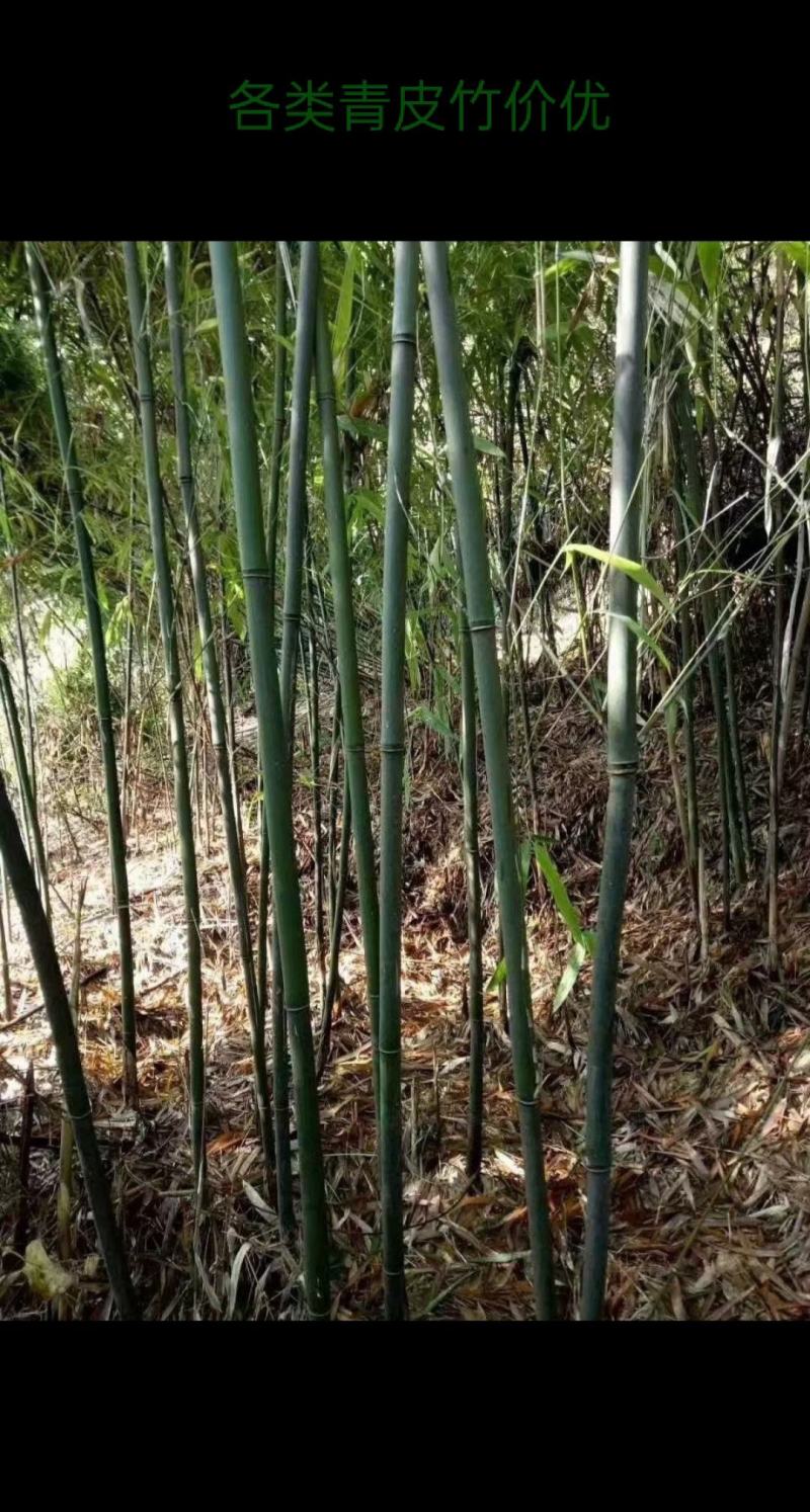 各类竹子青皮竹金黄色皮竹