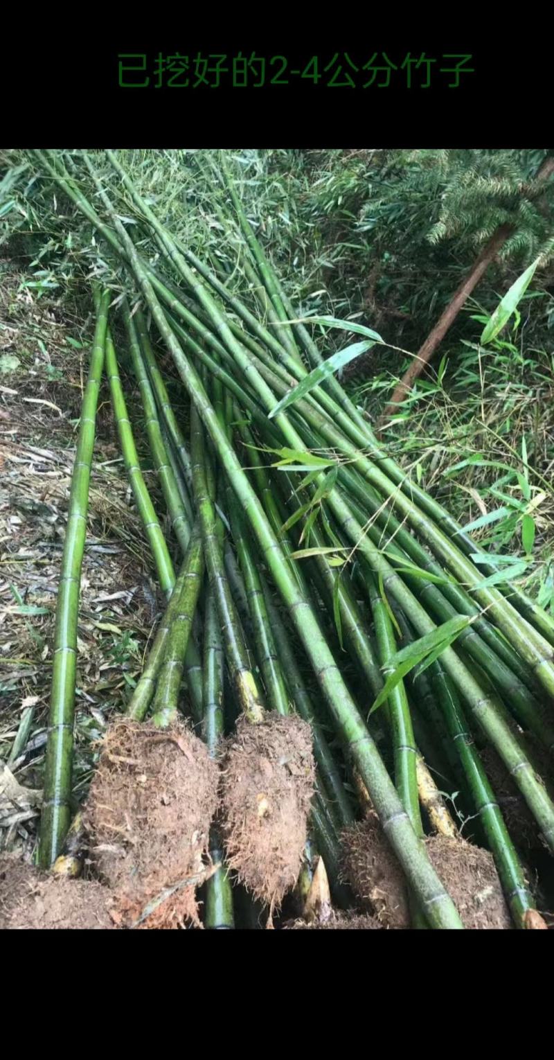 各类竹子青皮竹金黄色皮竹