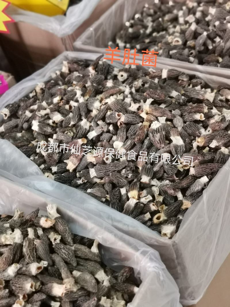 精选小金边紫灵芝，免费打粉，产地大量供应