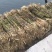 优质芦苇苗50-100易成活，苗壮根须多。野生抗寒
