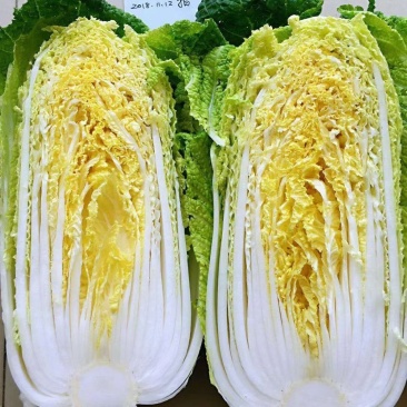 娃娃菜河南娃娃菜精品黄心万亩娃娃菜基地大量上市