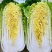 娃娃菜河南娃娃菜精品黄心万亩娃娃菜基地大量上市