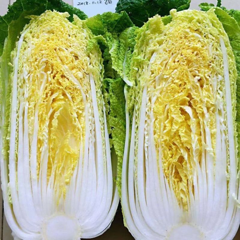 娃娃菜河南娃娃菜精品黄心万亩娃娃菜基地大量上市