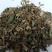 中药六月雪白马骨中药专营各种规格