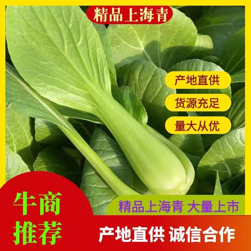 曹县小油菜香菇菜上海青油菜大量有货协助找车