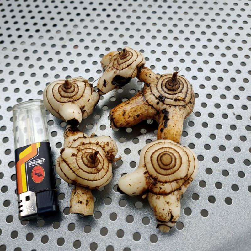 鲜白芨