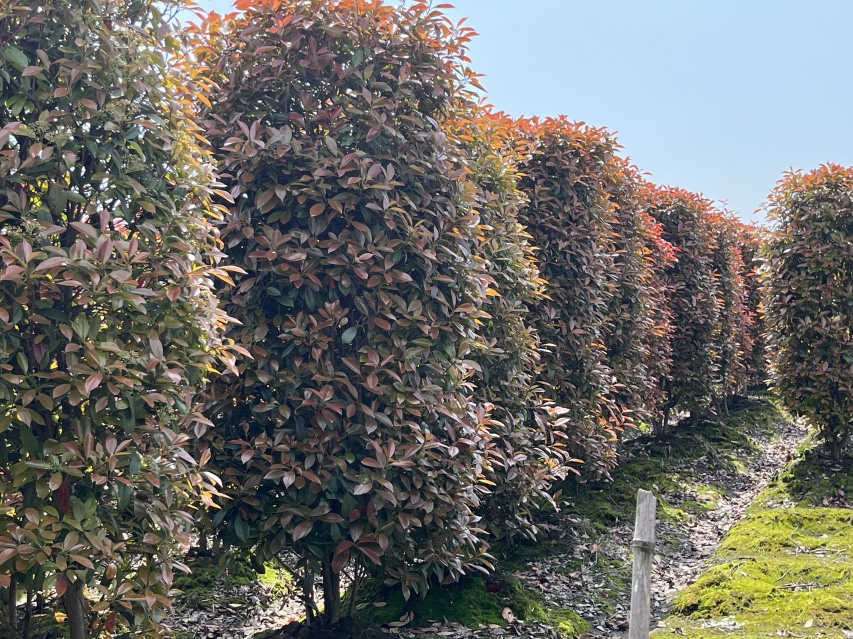 红叶石楠作为绿篱在园林中的应用