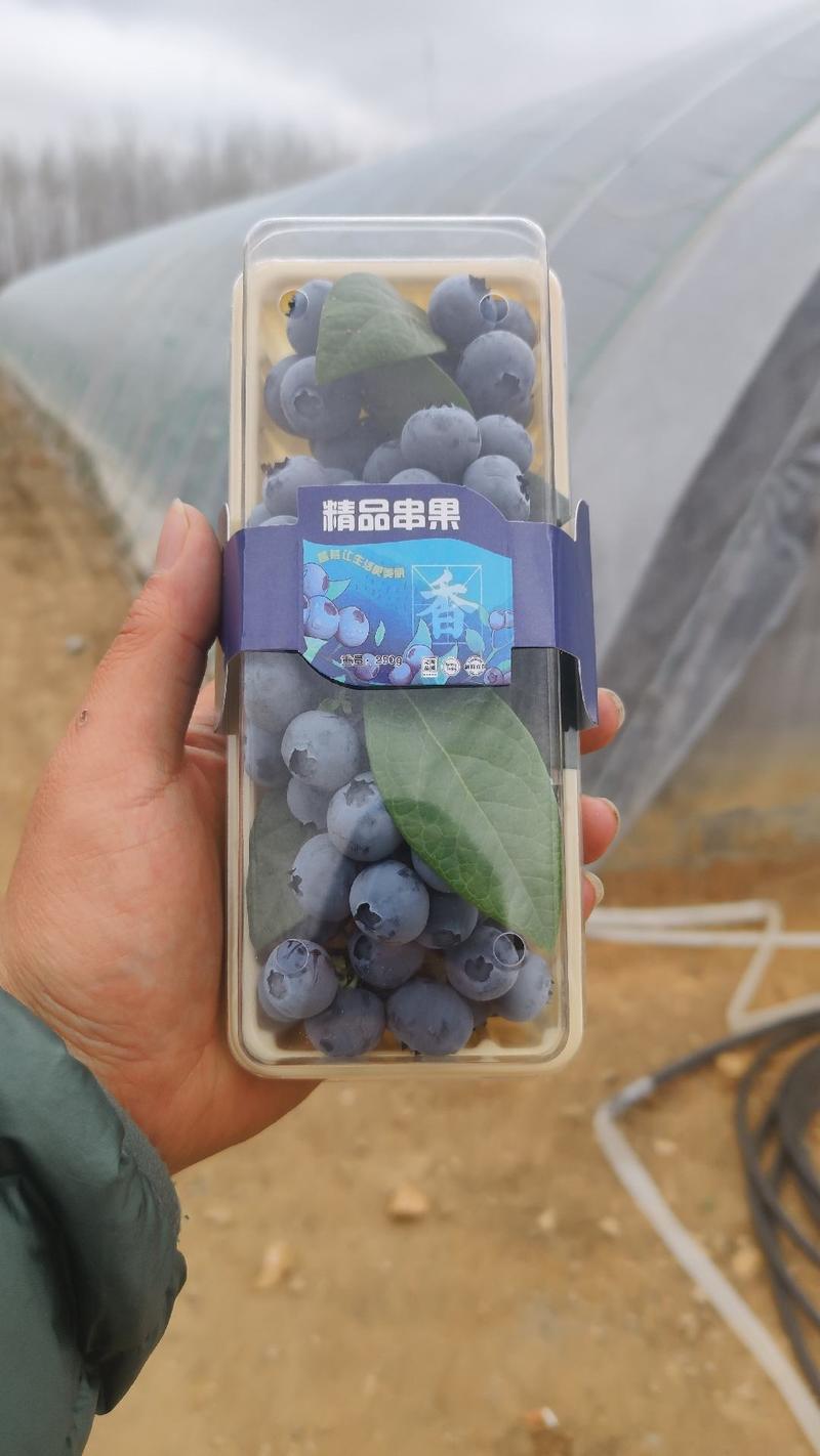 山东蓝莓叶果蓝莓串果来格西叶果精品礼盒装串莓