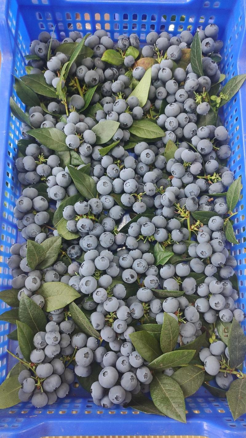 山东蓝莓叶果蓝莓串果来格西叶果精品礼盒装串莓