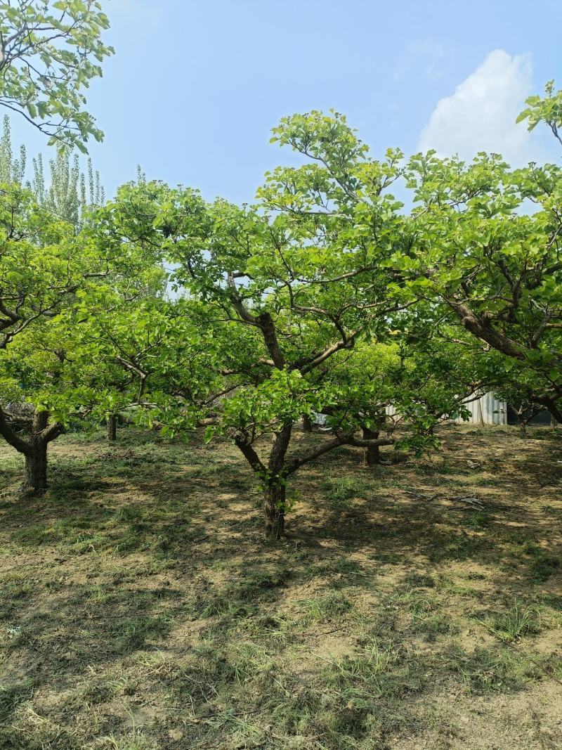 山东山楂树绿化占地山楂树规格全价格美走货便利