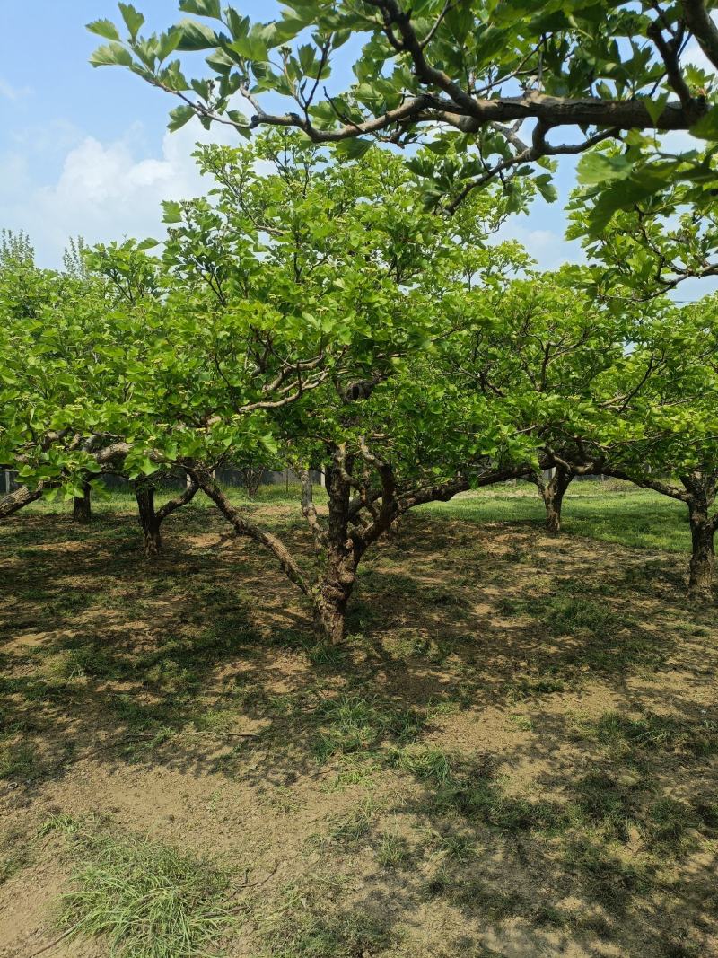 山东山楂树绿化占地山楂树规格全价格美走货便利