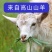 【包邮-10盒羊奶】新鲜纯羊奶儿童孕妇中老年山羊奶盒装