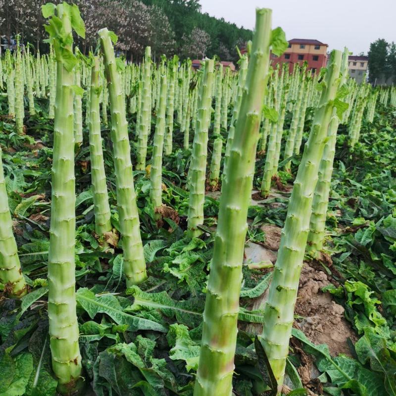 通许红叶香莴笋大量上市，质量好价格美丽，净笋，毛笋，杆子