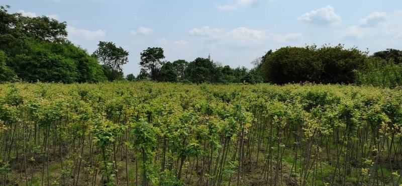 红梅花树苗盆栽庭院地栽浓香四季花卉植物腊梅室内外耐寒绿植