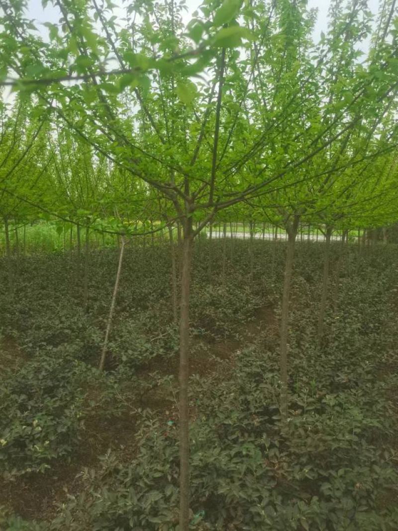 红梅花树苗盆栽庭院地栽浓香四季花卉植物腊梅室内外耐寒绿植