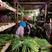 红帽蒜苔55-60公分专业储存短长期代发全国市场