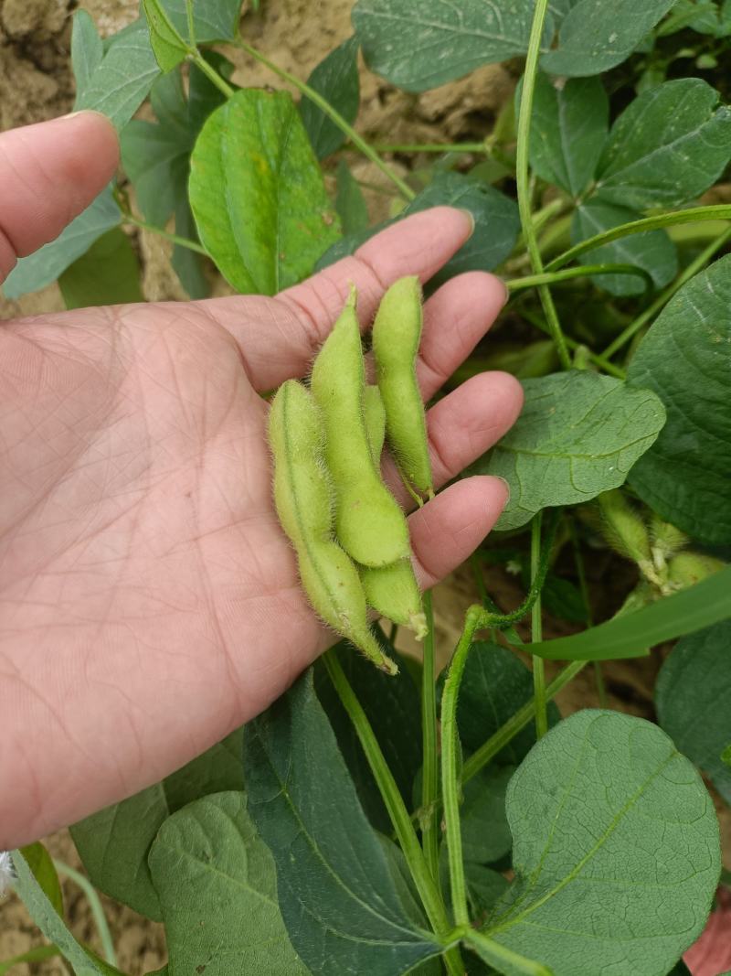 毛豆大量上市！个头饱满！货源充足！产地直销！