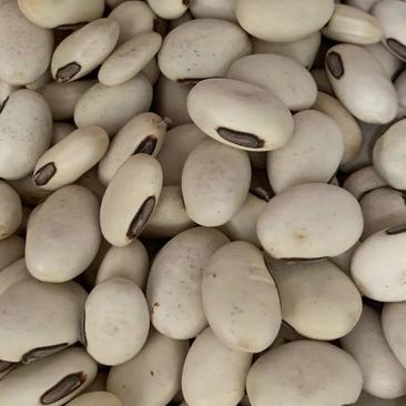 白刀豆【包邮】三斤起发货可批量可零售量大从优