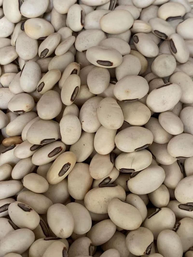 白刀豆【包邮】三斤起发货可批量可零售量大从优