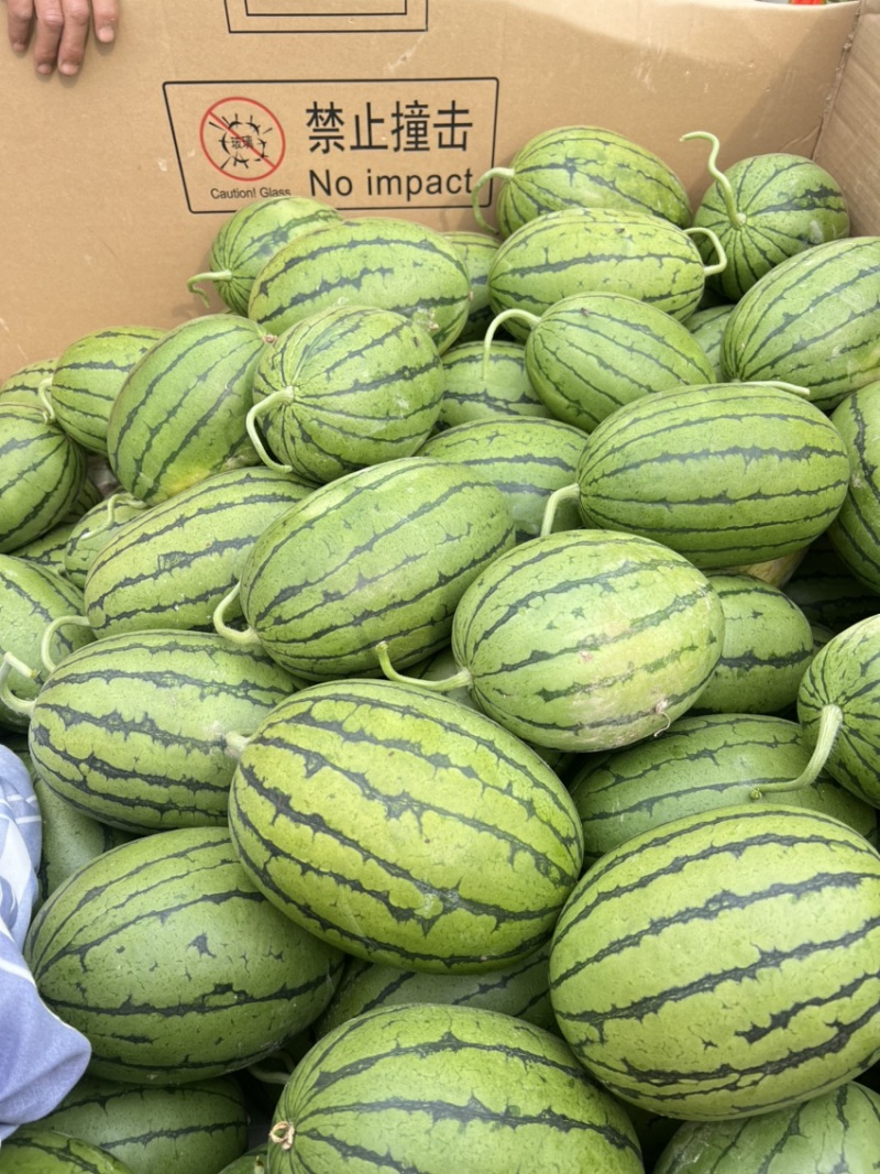 精品早春红玉，全美2k西瓜小糖丸西瓜，保证质量，要联系