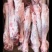 牛羊肉批发