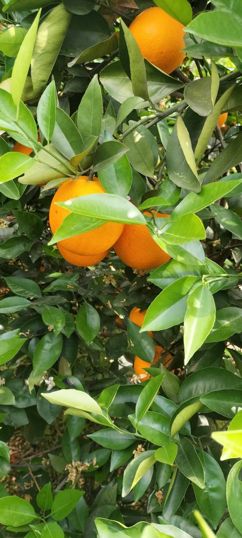 夏橙(荔浦夏橙大量上市)