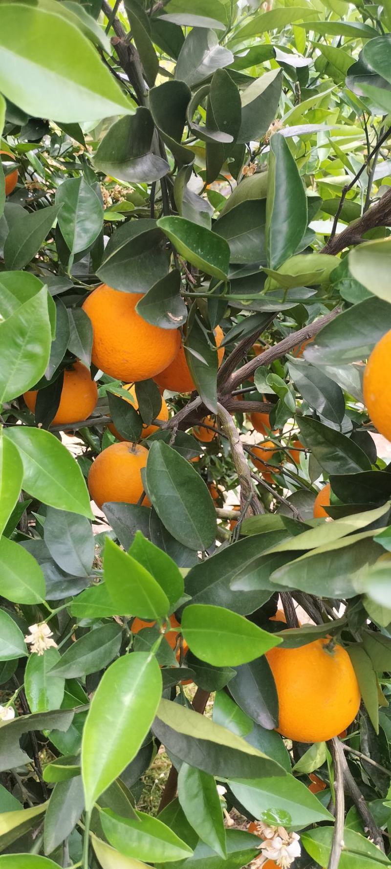 夏橙(荔浦夏橙大量上市)