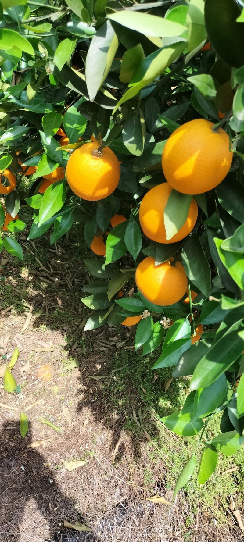 夏橙(荔浦夏橙大量上市)