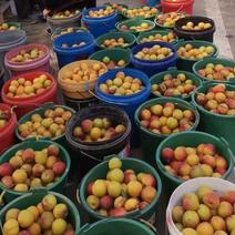 【实力供货】大荔杏子大量上市，丰源红，金太阳可提前订货