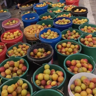 【实力供货】大荔杏子大量上市,丰源红,金太阳可提前订货