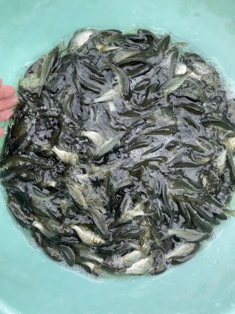 鲤鱼苗，快大建鲤鱼，场地直销，量大优惠，送货上门。