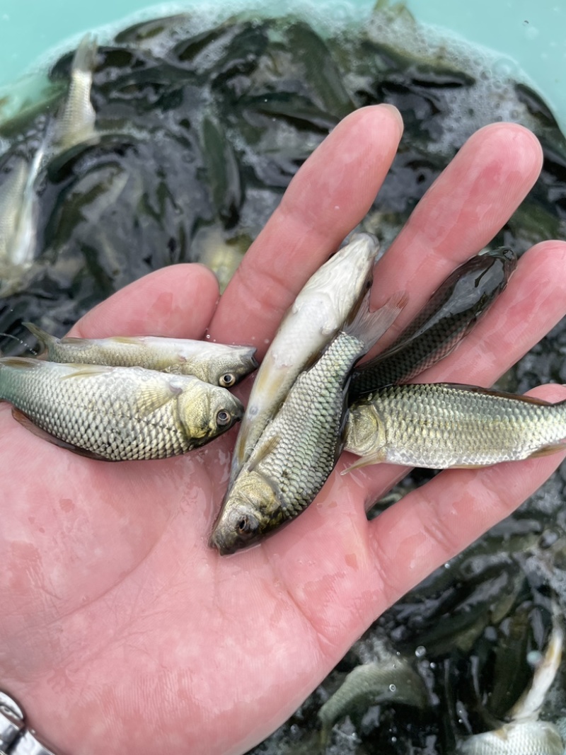 鲤鱼苗，快大建鲤鱼，场地直销，量大优惠，送货上门。