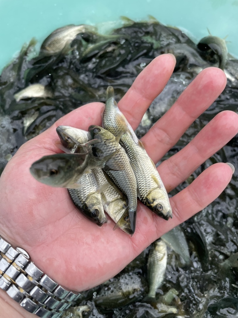 鲤鱼苗，快大建鲤鱼，场地直销，量大优惠，送货上门。