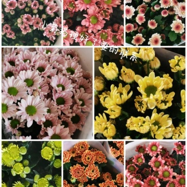 雏菊菊花鲜切花小菊大量出售
